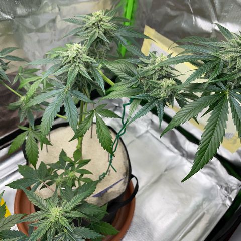 Late Outdoor season 25 - turned inside :D 1 AK48#2 auto  growlog timeline photo