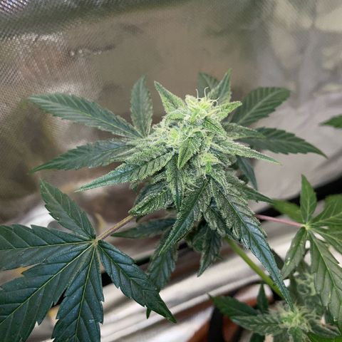 Late Outdoor season 25 - turned inside :D 1 AK48#2 auto  growlog timeline photo
