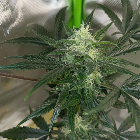 Late Outdoor season 25 - turned inside :D 1 AK48#2 auto  growlog timeline photo
