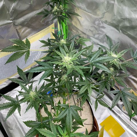 Late Outdoor season 25 - turned inside :D 1 AK48#2 auto  growlog timeline photo