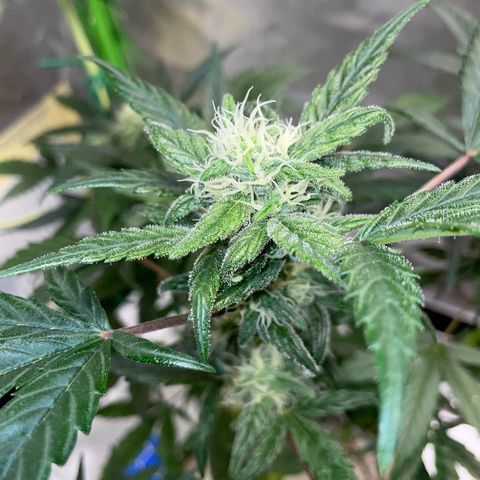 Late Outdoor season 25 - turned inside :D 1 AK48#2 auto  growlog timeline photo
