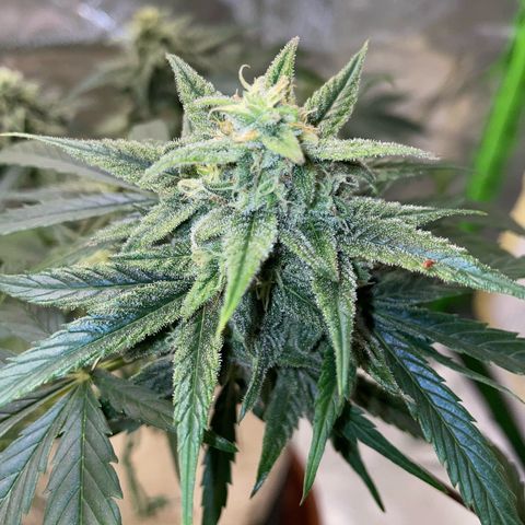 Late Outdoor season 25 - turned inside :D 1 AK48#2 auto  growlog timeline photo
