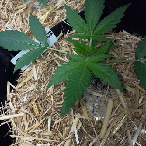 Purple Punch Automatic by KilliczGe growlog timeline photo