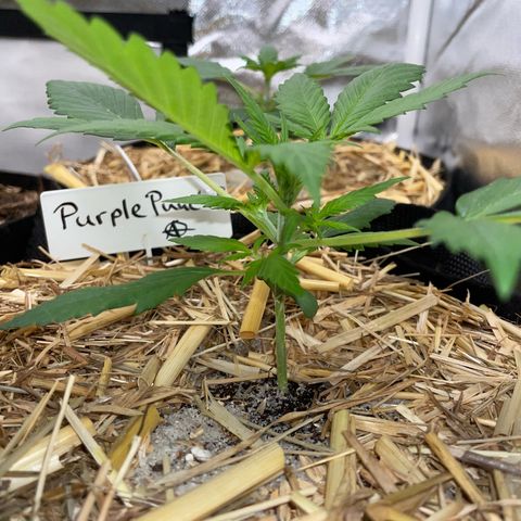 Purple Punch Automatic by KilliczGe growlog timeline photo