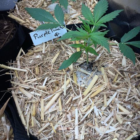 Purple Punch Automatic by KilliczGe growlog timeline photo