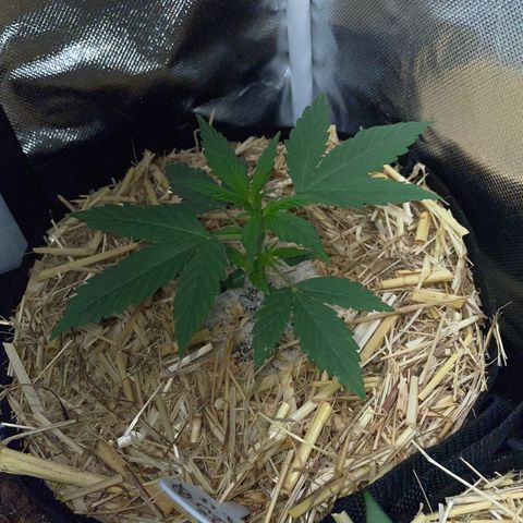 White Widow Automatic by KilliczGe growlog timeline photo