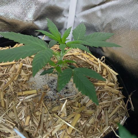 White Widow Automatic by KilliczGe growlog timeline photo