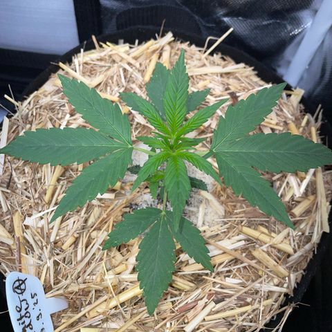 White Widow Automatic by KilliczGe growlog timeline photo