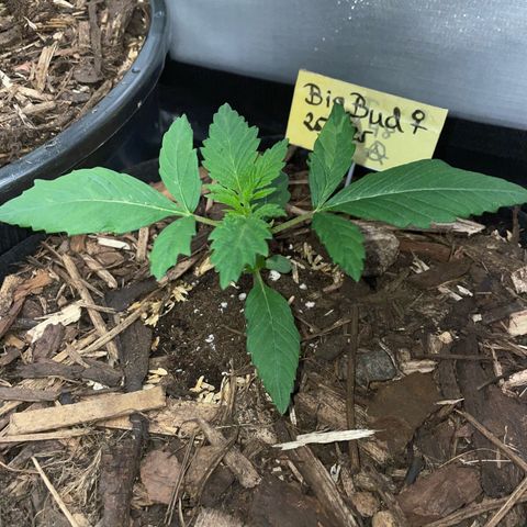 Big Bud by KilliczGe growlog timeline photo