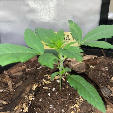 Big Bud by KilliczGe growlog timeline photo