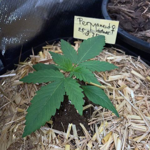 Permanent Marker by KilliczGe growlog timeline photo