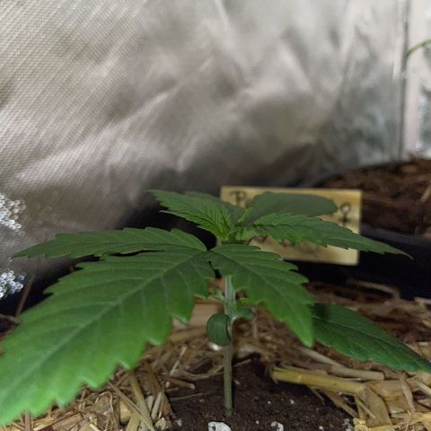 Permanent Marker by KilliczGe growlog timeline photo