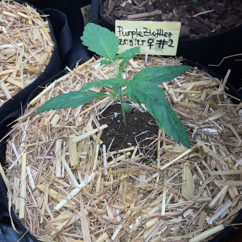 Purple Zkittlez #2 by KilliczGe growlog timeline photo