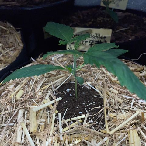 Purple Zkittlez #2 by KilliczGe growlog timeline photo