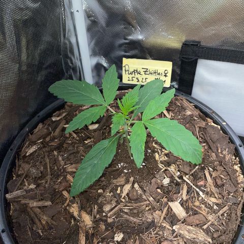 Purple Zkittlez #1 by KilliczGe growlog timeline photo