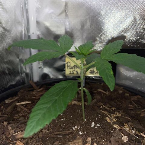 Purple Zkittlez #1 by KilliczGe growlog timeline photo