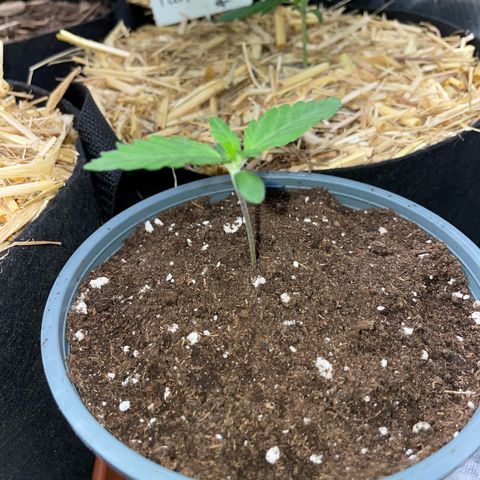 Cereal Milk #3 by KilliczGe growlog timeline photo