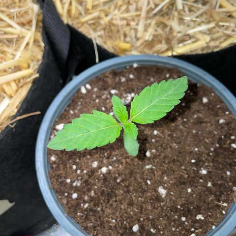 Cereal Milk #3 by KilliczGe growlog timeline photo