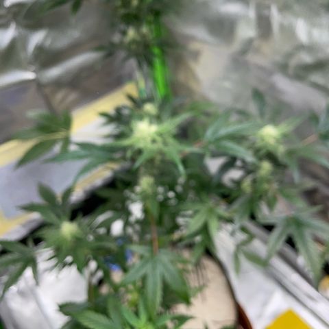 Late Outdoor season 25 - turned inside :D 1 AK48#2 auto  growlog timeline photo