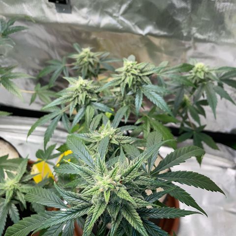 Late Outdoor season 25 - turned inside :D 1 AK48#2 auto  growlog timeline photo