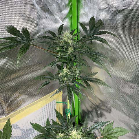 Late Outdoor season 25 - turned inside :D 1 AK48#2 auto  growlog timeline photo
