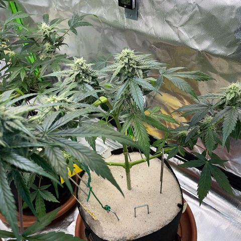 Late Outdoor season 25 - turned inside :D 1 AK48#2 auto  growlog timeline photo
