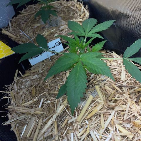 Purple Punch Automatic by KilliczGe growlog timeline photo