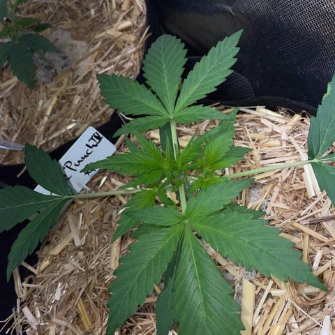 Purple Punch Automatic by KilliczGe growlog timeline photo