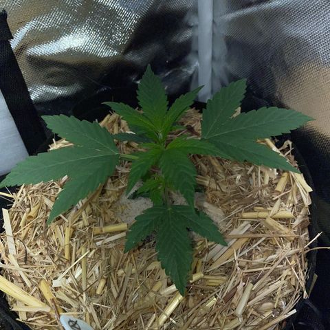 White Widow Automatic by KilliczGe growlog timeline photo