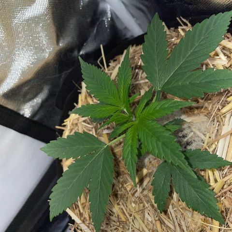 White Widow Automatic by KilliczGe growlog timeline photo