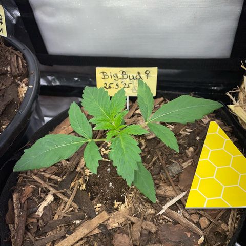 Big Bud by KilliczGe growlog timeline photo