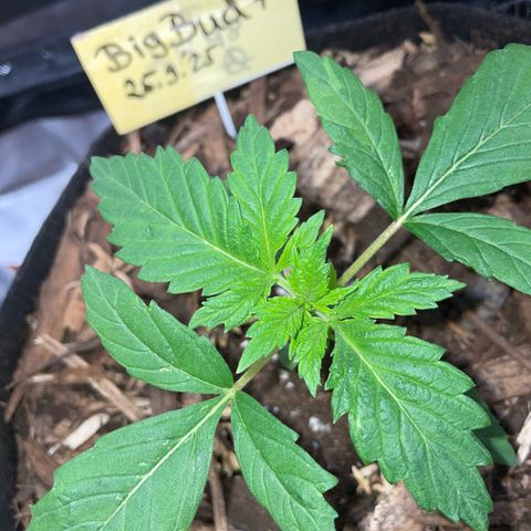 Big Bud by KilliczGe growlog timeline photo