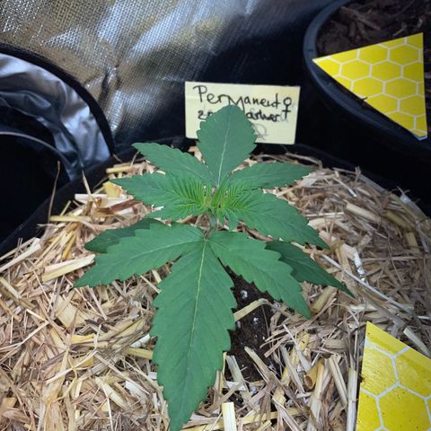 Permanent Marker by KilliczGe growlog timeline photo