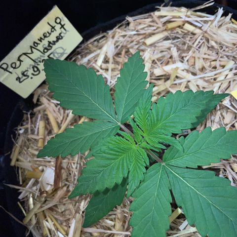 Permanent Marker by KilliczGe growlog timeline photo