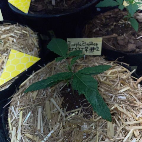 Purple Zkittlez #2 by KilliczGe growlog timeline photo