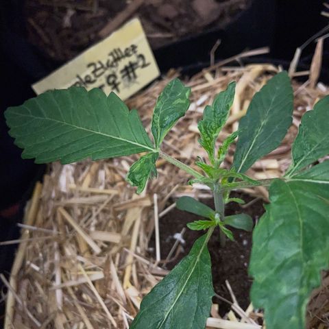 Purple Zkittlez #2 by KilliczGe growlog timeline photo