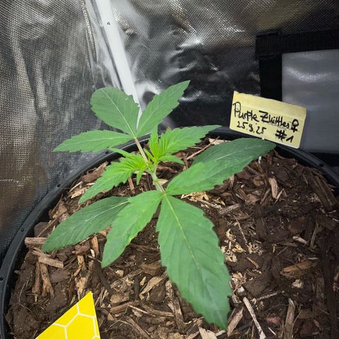 Purple Zkittlez #1 by KilliczGe growlog timeline photo