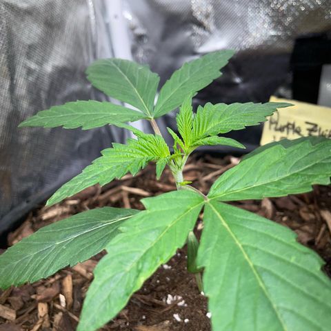 Purple Zkittlez #1 by KilliczGe growlog timeline photo