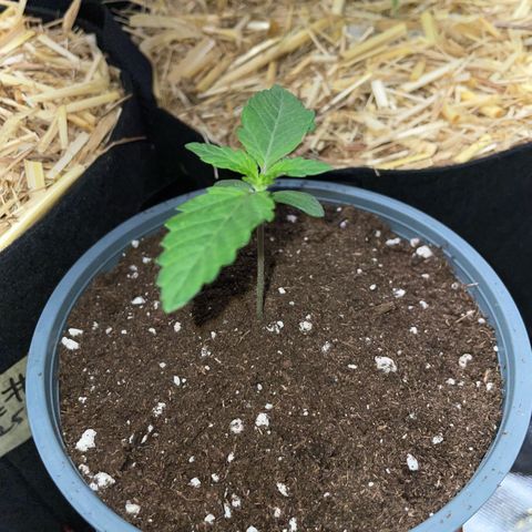 Cereal Milk #3 by KilliczGe growlog timeline photo