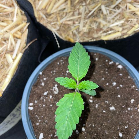 Cereal Milk #3 by KilliczGe growlog timeline photo