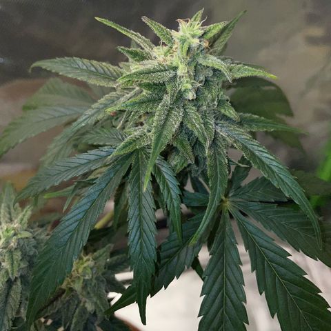 Late Outdoor season 25 - turned inside :D 1 AK48#2 auto  growlog timeline photo