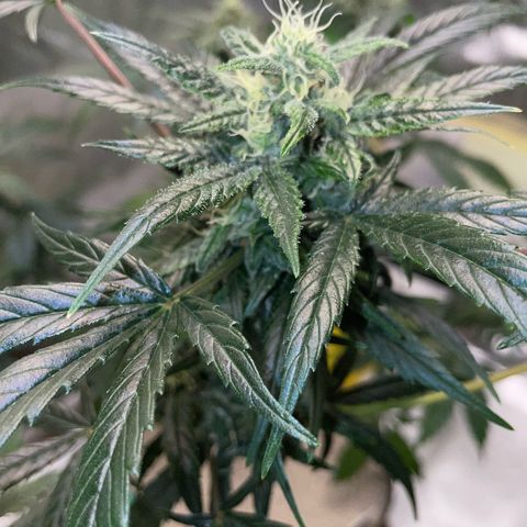Late Outdoor season 25 - turned inside :D 1 AK48#2 auto  growlog timeline photo