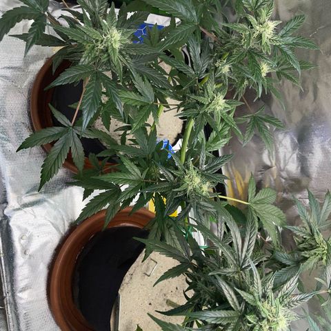 Late Outdoor season 25 - turned inside :D 1 AK48#2 auto  growlog timeline photo