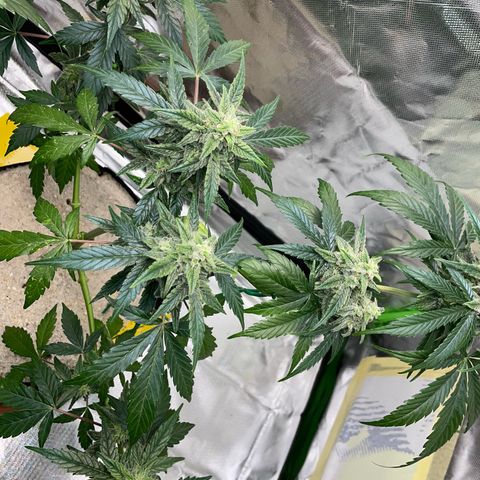 Late Outdoor season 25 - turned inside :D 1 AK48#2 auto  growlog timeline photo