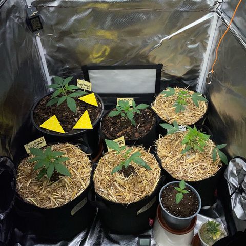 Purple Zkittlez #2 by KilliczGe growlog timeline photo