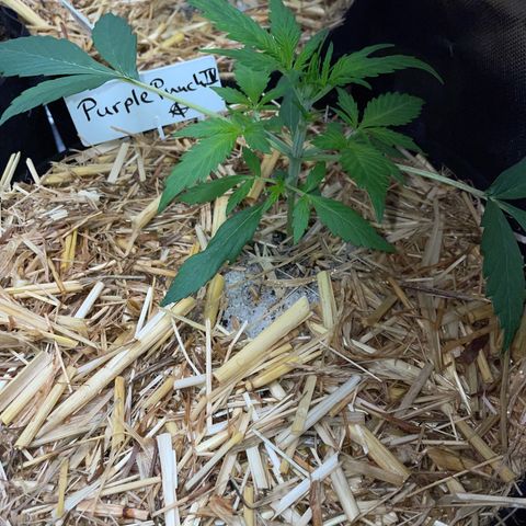 Purple Punch Automatic by KilliczGe growlog timeline photo