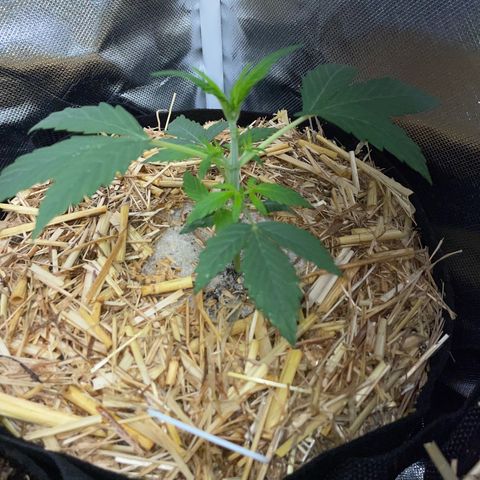 White Widow Automatic by KilliczGe growlog timeline photo