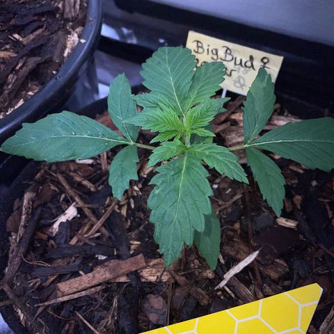 Big Bud by KilliczGe growlog timeline photo