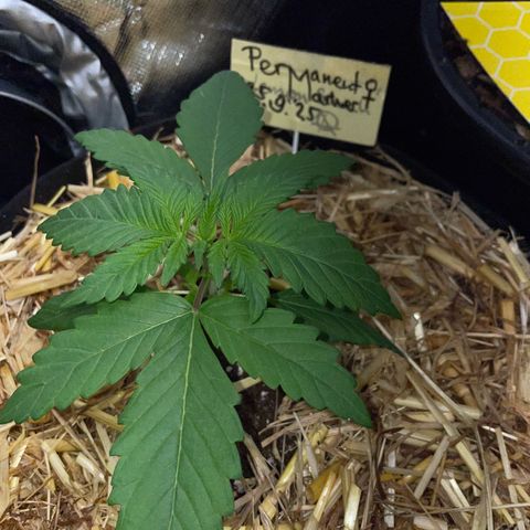 Permanent Marker by KilliczGe growlog timeline photo