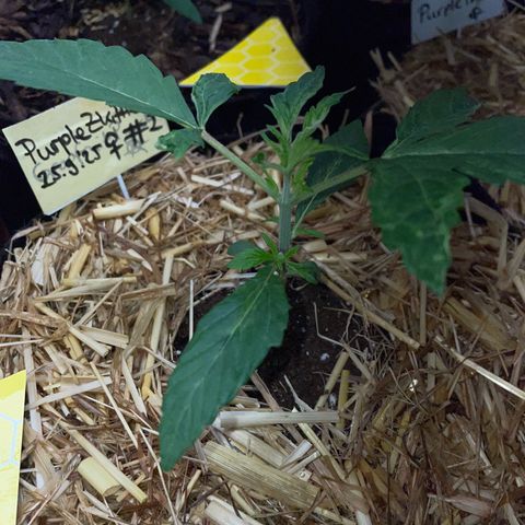 Purple Zkittlez #2 by KilliczGe growlog timeline photo